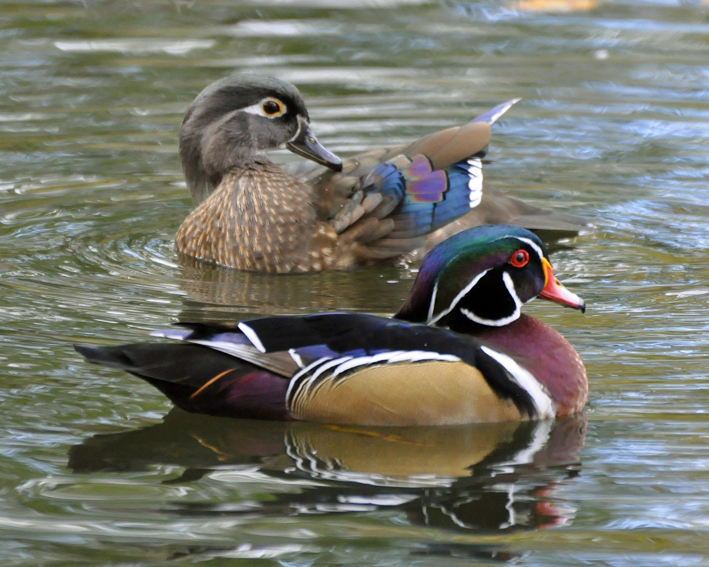 Small WoodDuck Feather Cab Stud Earrings