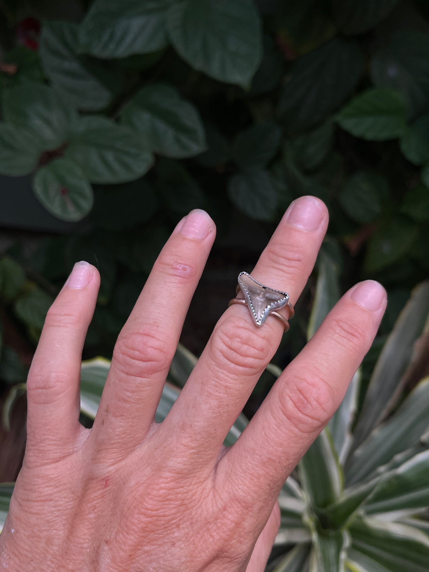 Shark Tooth Ring RTS