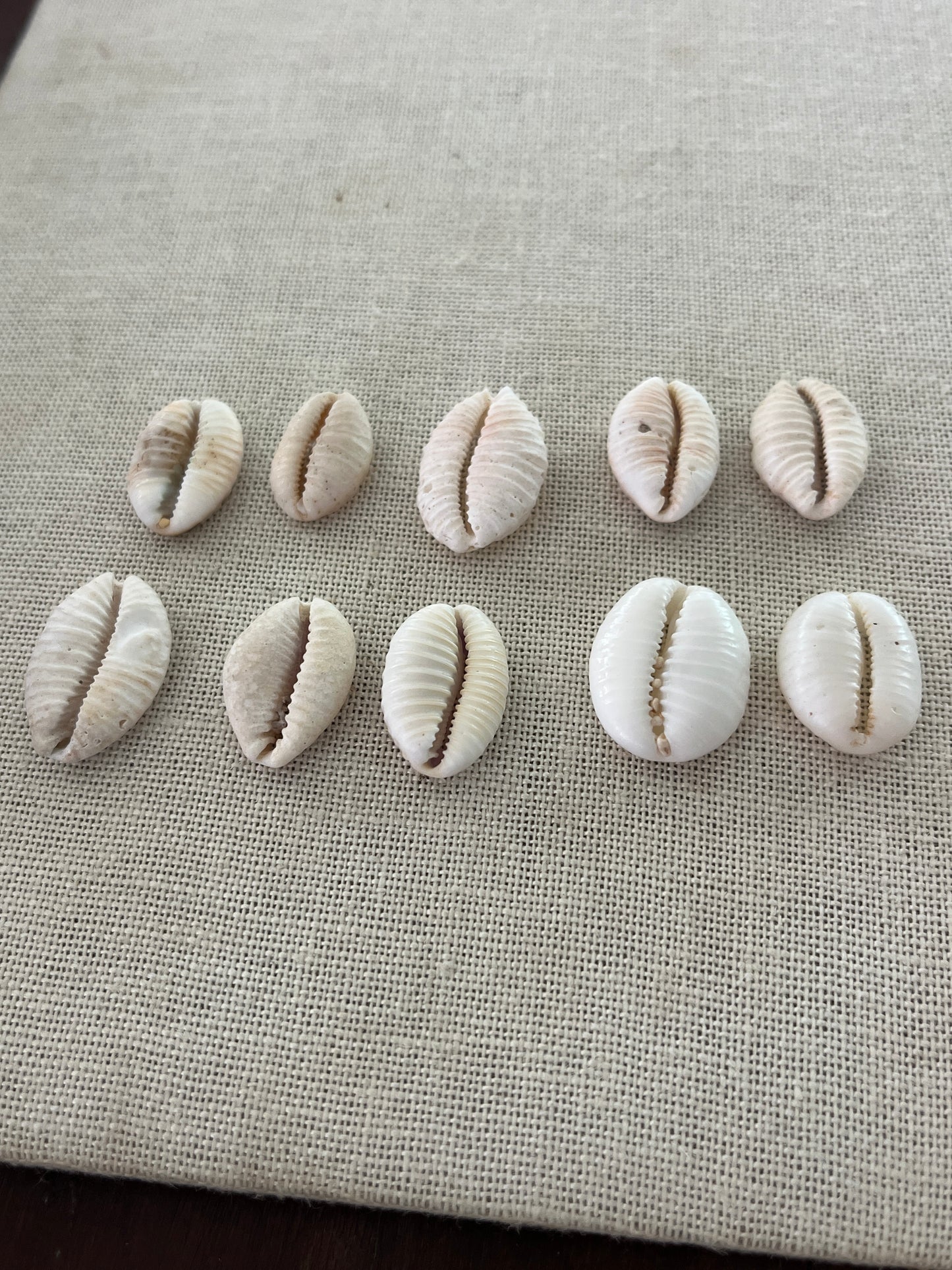 Granulated Cowrie Ring MTO