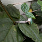 Bar Harbor Sea Glass Cuff RTS
