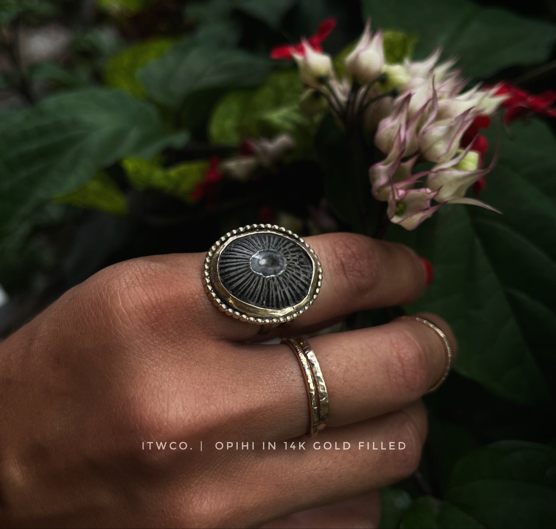 Hand wearing a gold ring with a dark opihi shell against a natural background
