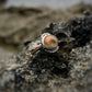 Operculum Mixed Metal Ring | Sz 7.2 | Thick Band