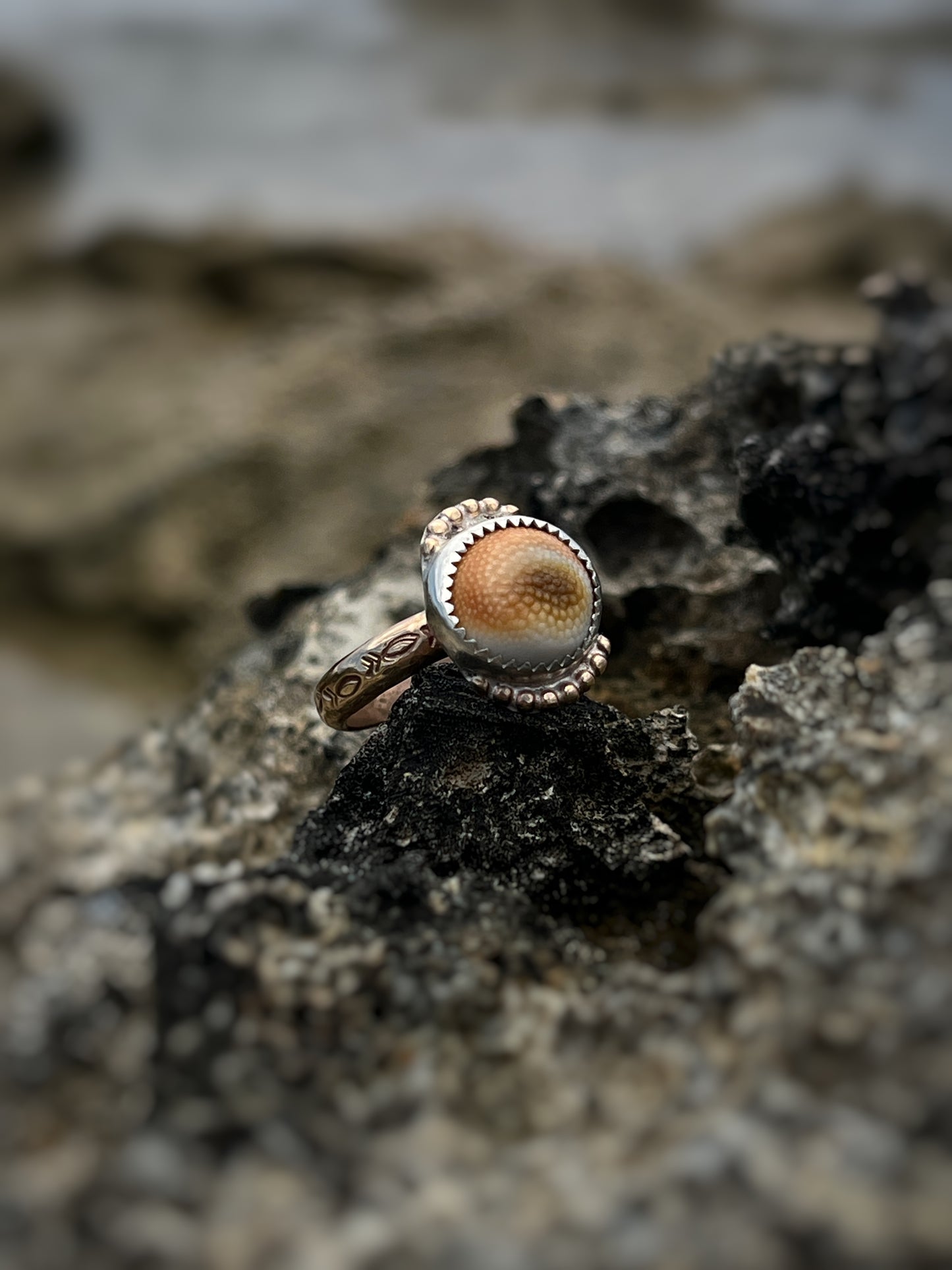 Operculum Mixed Metal Ring | Sz 7.2 | Thick Band