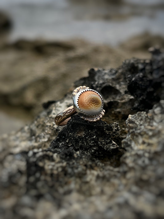 Operculum Mixed Metal Ring | Sz 7.2 | Thick Band