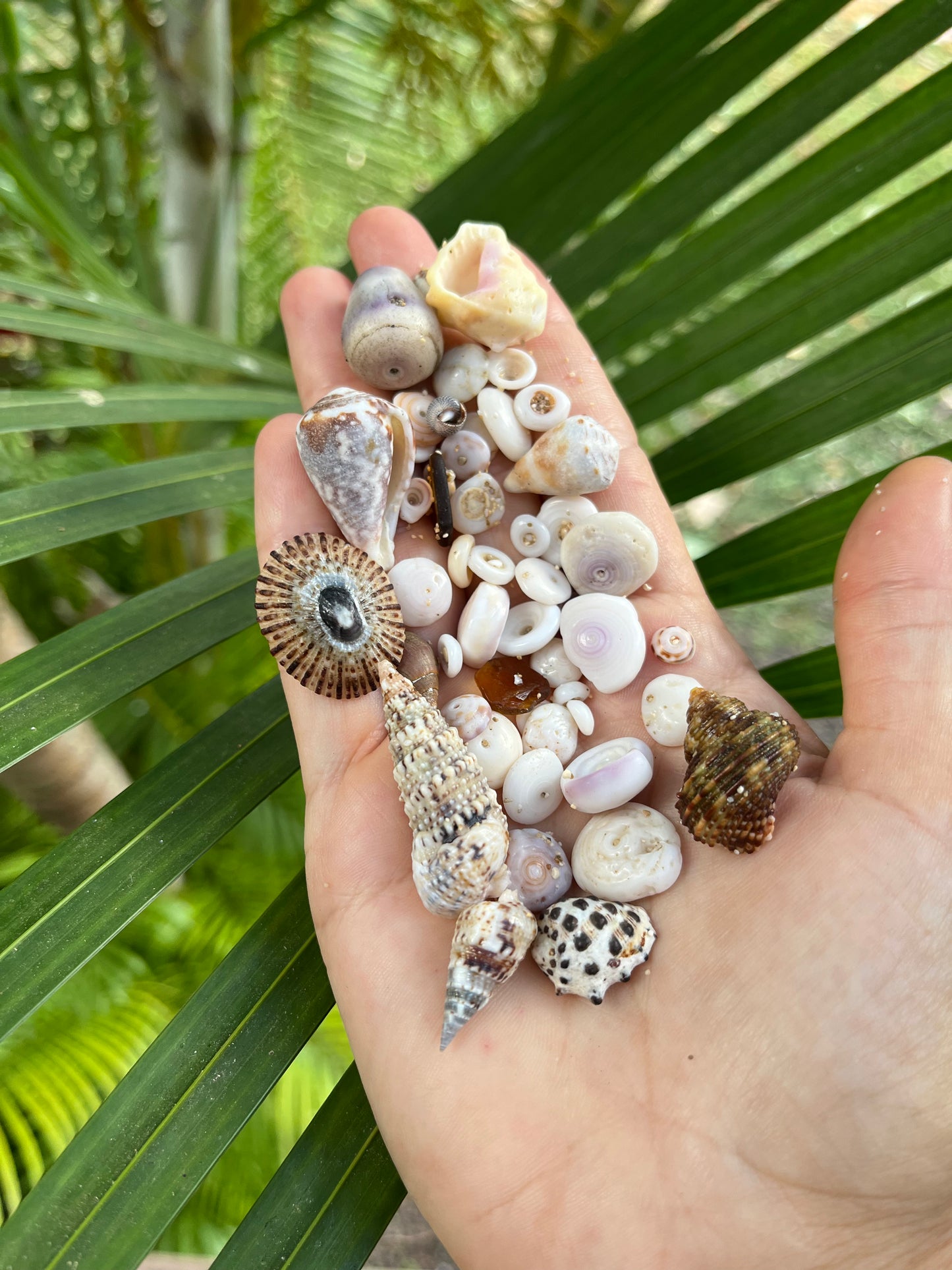 Cinnamon Puka Shell Ring RTS