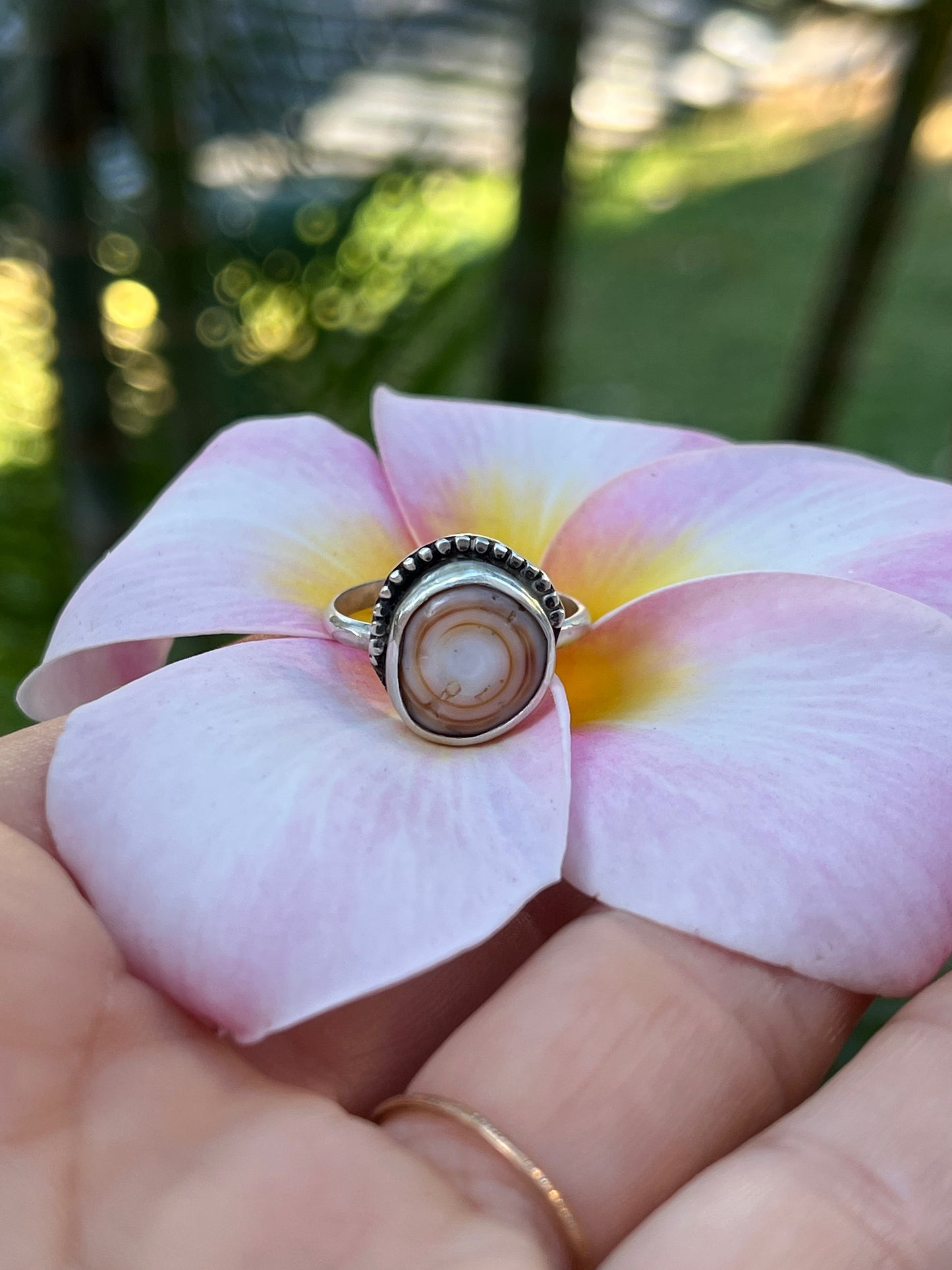 Cinnamon Puka Shell Ring RTS