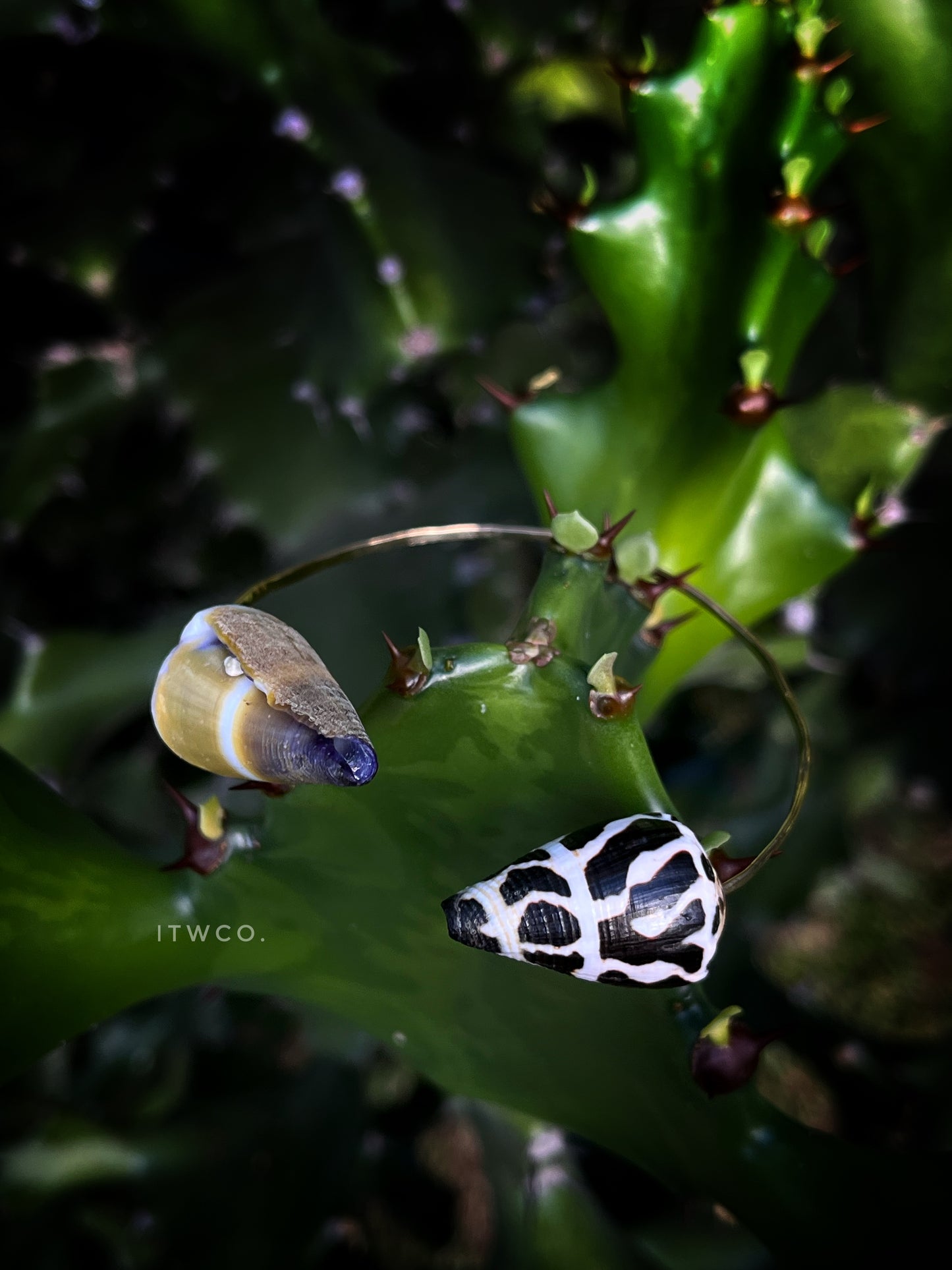 Seashell Statement Cuff MTO