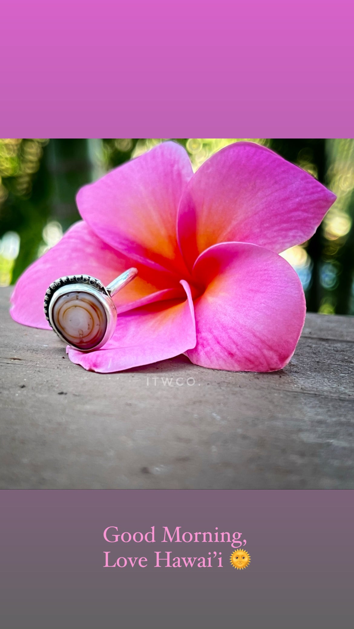 Cinnamon Puka Shell Ring RTS
