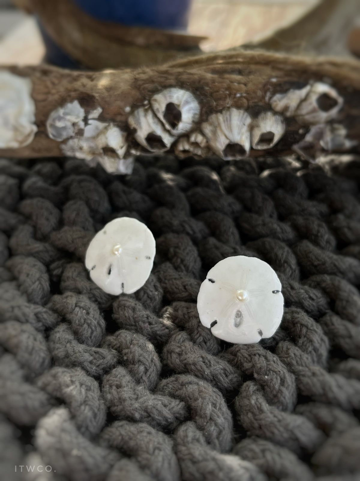 Sand Dollar + Pearl Studs ♢ rts