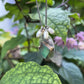 Chrysoprase Mixed Metal Necklace